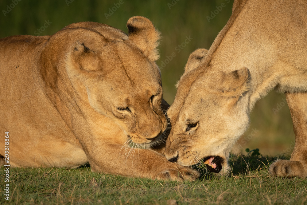 Close-up of lioness biting paw of another Close-up of lioness biting paw of another