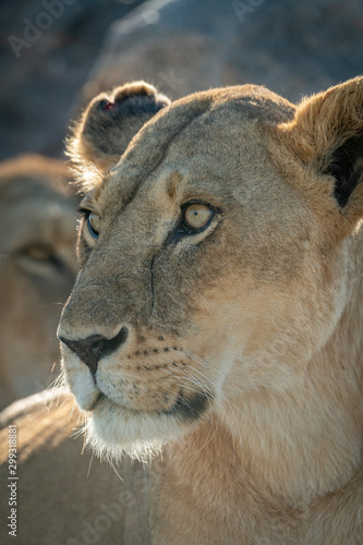 Close-up of lioness face with another behind
