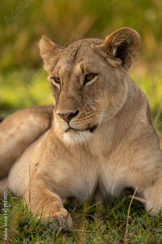 Close-up of lioness in grass looking left © Nick Dale