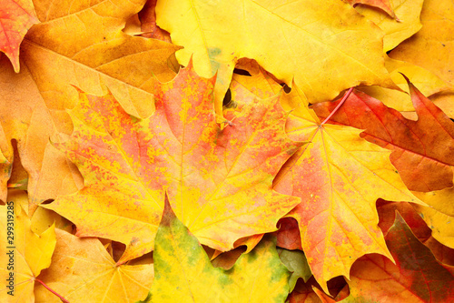 Wallpaper Mural Colorful autumn leaves as background, top view Torontodigital.ca