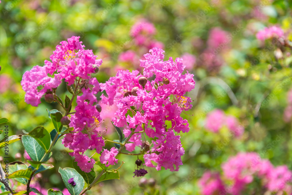 pink flowers in the garden