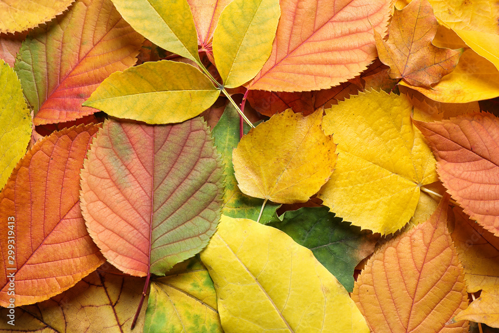 Pile of autumn leaves as background, top view