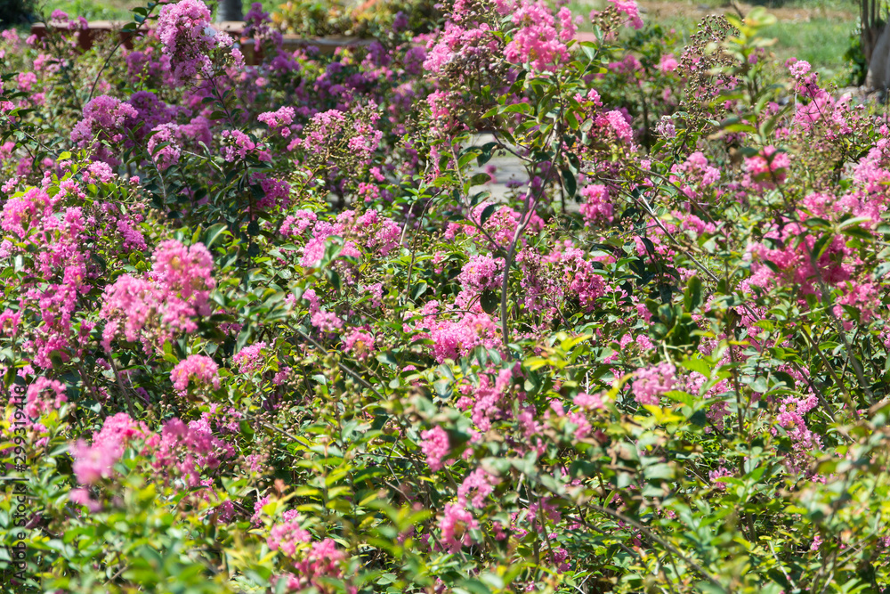 Pink flowers in the garden