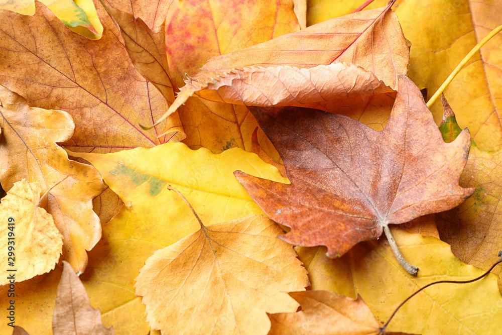 Pile of autumn leaves as background, top view Pile of autumn leaves as background, top view