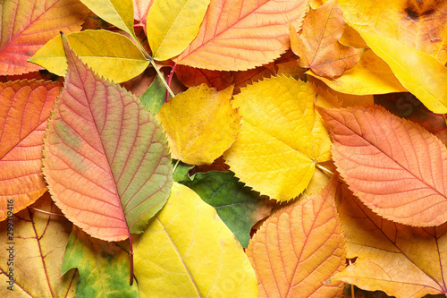 Pile of autumn leaves as background, top view