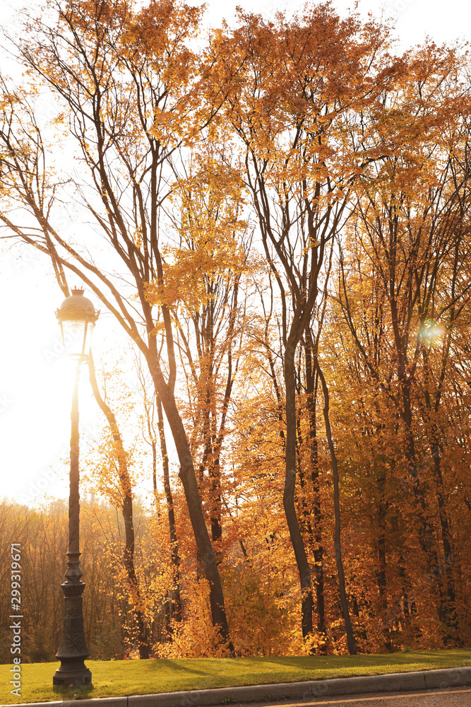 Beautiful trees with golden leaves in park. Autumn season Beautiful trees with golden leaves in park. Autumn season