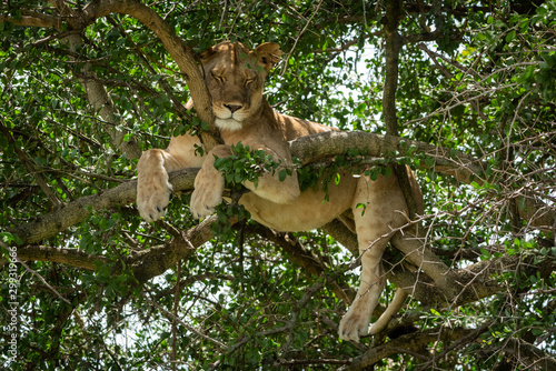 Close-up of lioness lying asleep in tree © Nick Dale