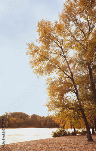 Picturesque view of river and trees with bright leaves. Autumn season