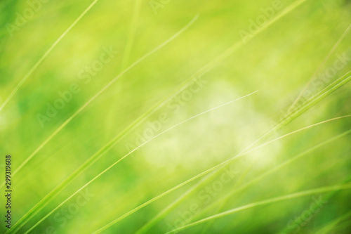 grüner funkelnder Hintergrund mit Gräsern