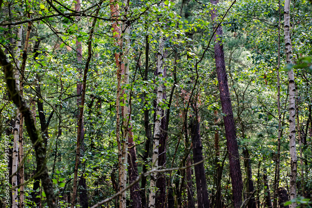 Fototapeta premium detail of mixed forest with birches and bushes