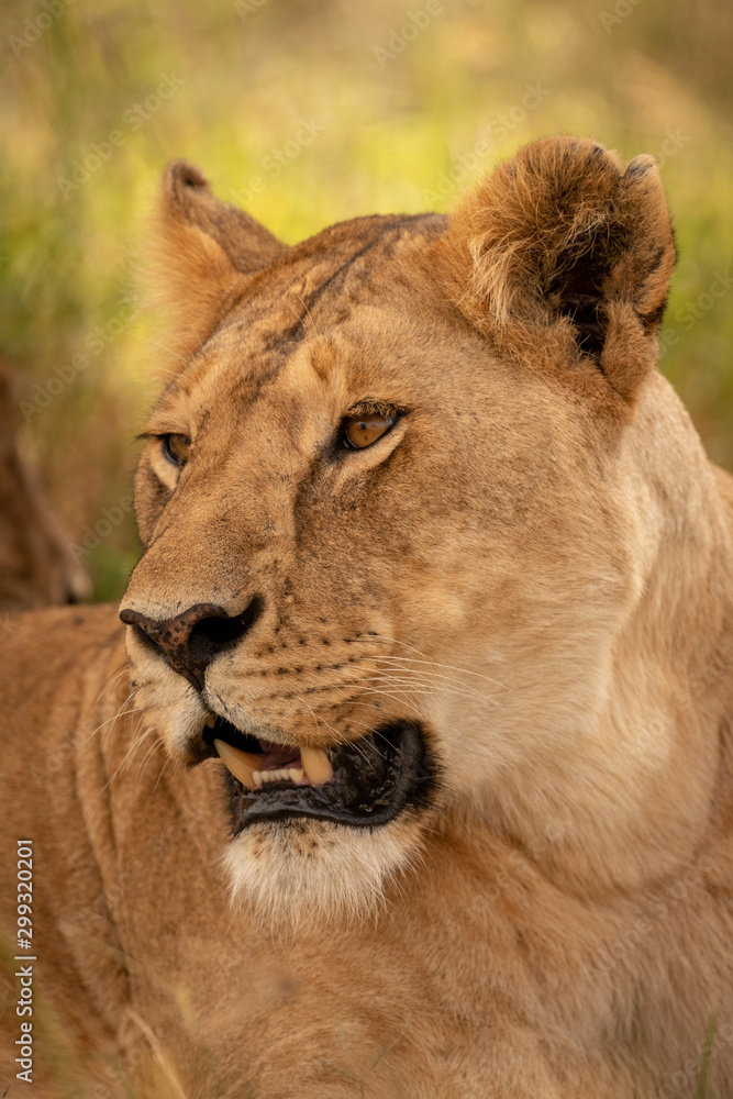 Close-up of lioness turning head in grass Close-up of lioness turning head in grass