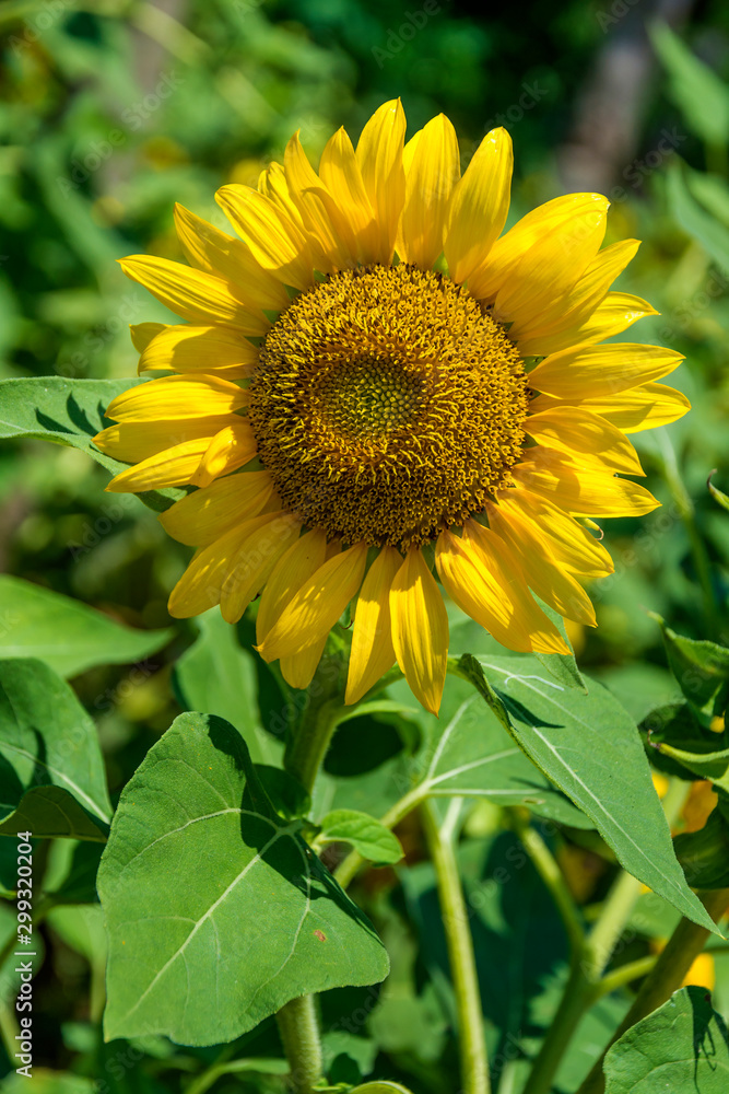 sunflower in the field sunflower in the field