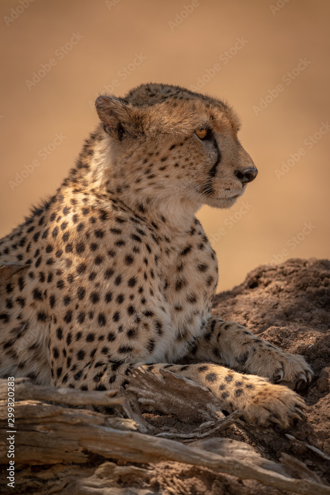 Close-up of male cheetah lying by branch Close-up of male cheetah lying by branch