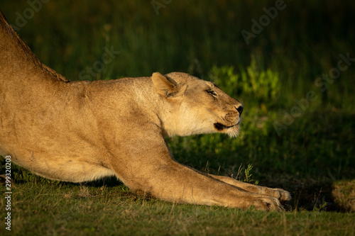 Close-up of lioness stretching in golden light