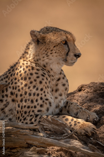 Close-up of male cheetah lying by branch