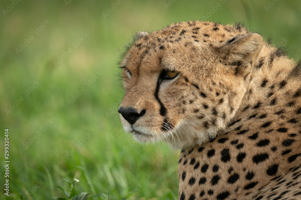 Close-up of male cheetah lying turning head Close-up of male cheetah lying turning head