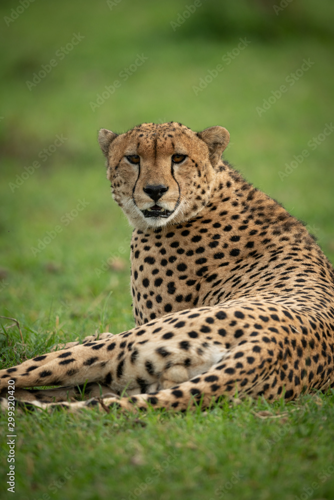 Close-up of male cheetah lying watching camera Close-up of male cheetah lying watching camera