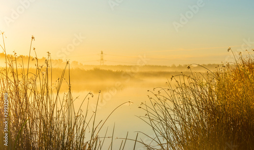 Reed along the edge of a lake in sunlight at sunrise in autumn © Naj
