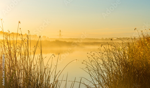 Reed along the edge of a lake in sunlight at sunrise in autumn