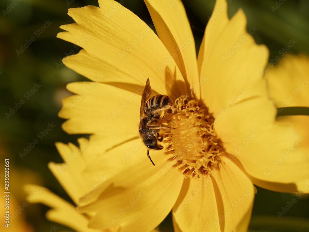 (Halictus scabiosae) Gelbbindige Furchenbiene mit gelblich behaart, fühler schwarz, die den Nektar einer coreopsis flower erntet (Halictus scabiosae) Gelbbindige Furchenbiene mit gelblich behaart, fühler schwarz, die den Nektar einer coreopsis flower erntet