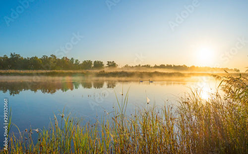 Reed along the edge of a lake in sunlight at sunrise in autumn