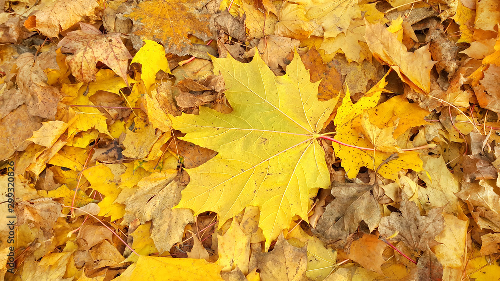 Yellow autumn background from fallen foliage of maple