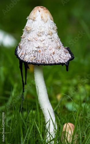 Ink Cap Mushroom growing in grass field, rural Ireland
