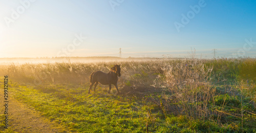 Fototapeta Naklejka Na Ścianę i Meble -  Horse in a field with reed in sunlight at sunrise in autumn