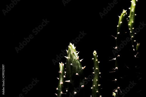 The closeup backlit green cactus with white spikes isolated on the black background