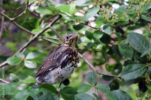 blackbird chick flying out of the nest sits among green bushes © Okliii