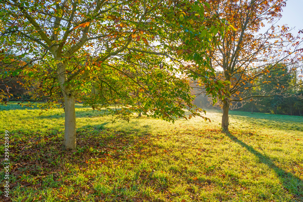 Trees in fall colors in a green grassy field in sunlight in autumn