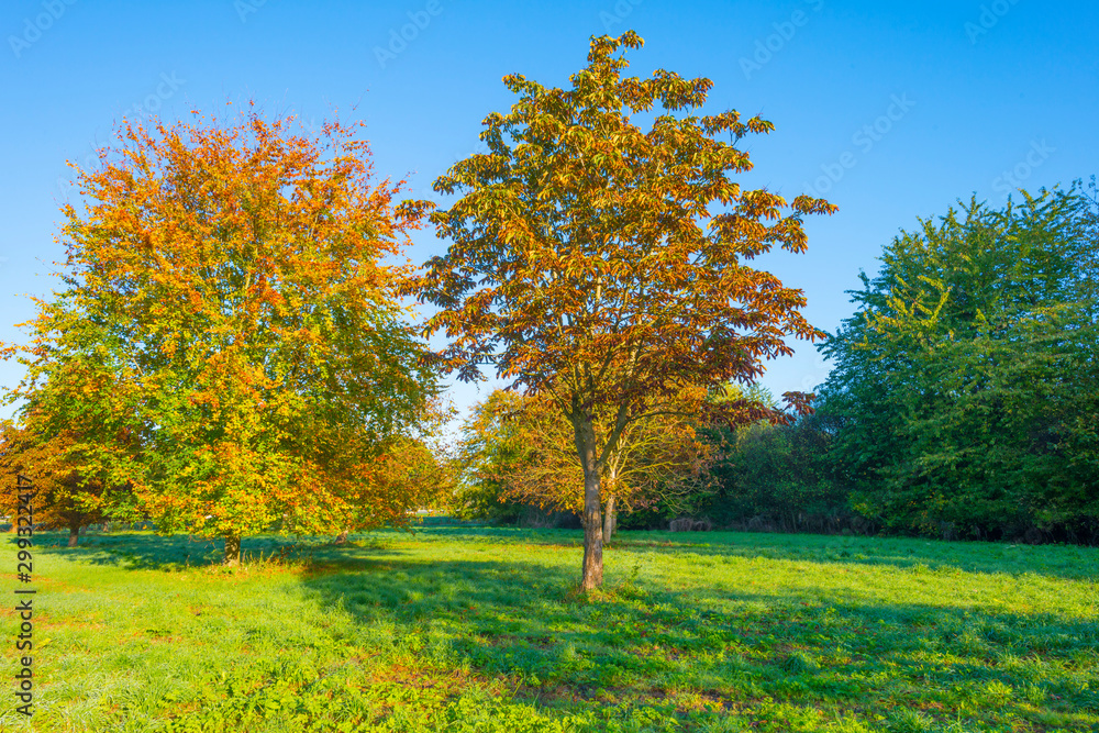 Trees in fall colors in a green grassy field in sunlight in autumn Trees in fall colors in a green grassy field in sunlight in autumn
