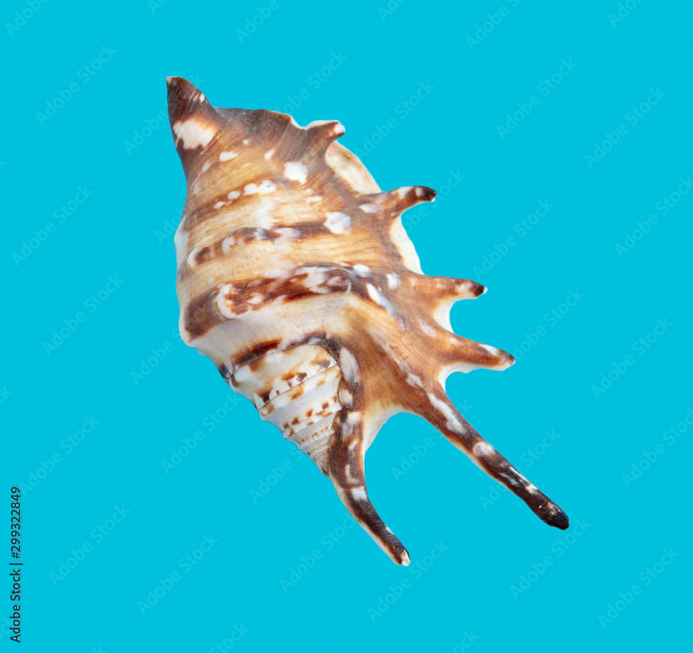 Sea shell isolated on a blue background Sea shell isolated on a blue background