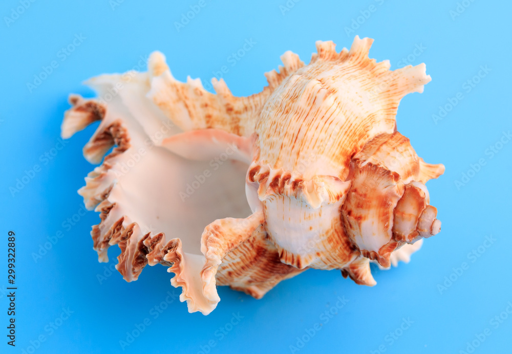 Obraz premium Sea shell isolated on a blue background
