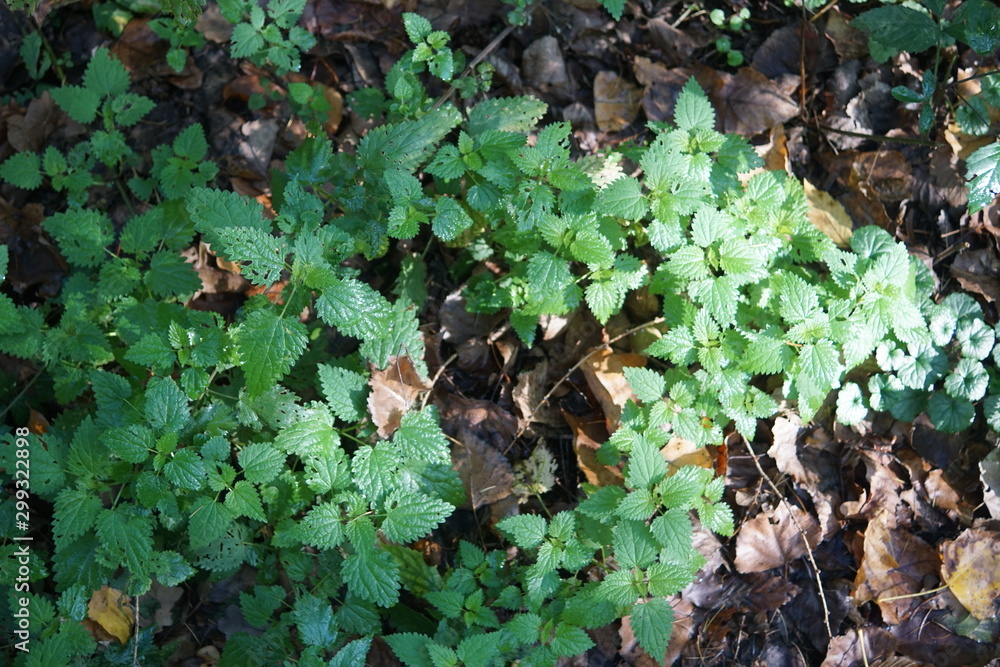 Grünes im Wald Textur,pflanze, green, garden, natur, blatt, ackerbau, gemüse, kopfsalat, essen, wachstum, gartenarbeit, frühling, anbau, wachsen, bio, frisch