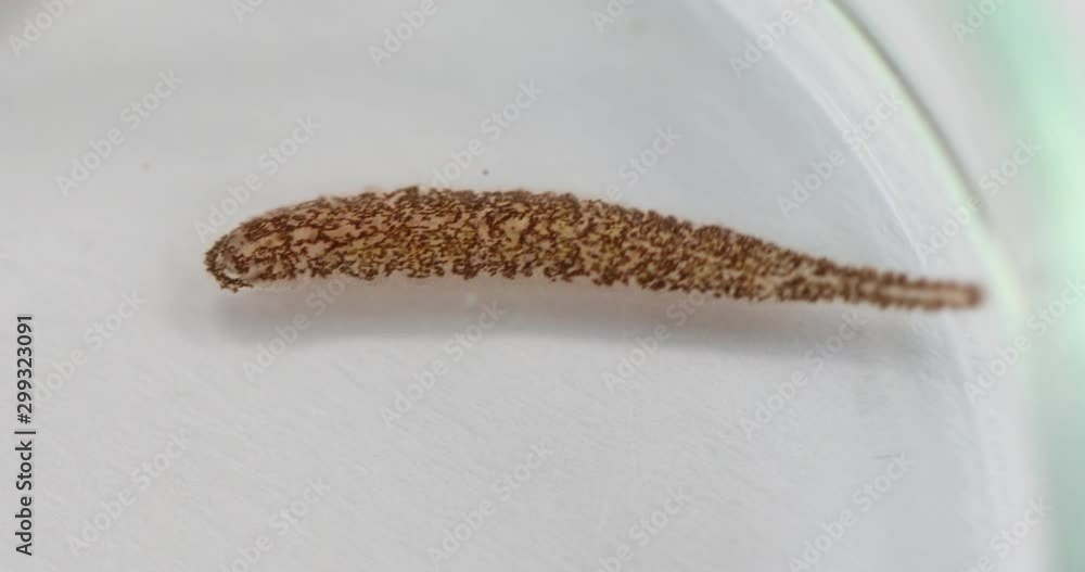 Leeches Insect Leeches are segmented worms that belong to the phylum Annelida and ...