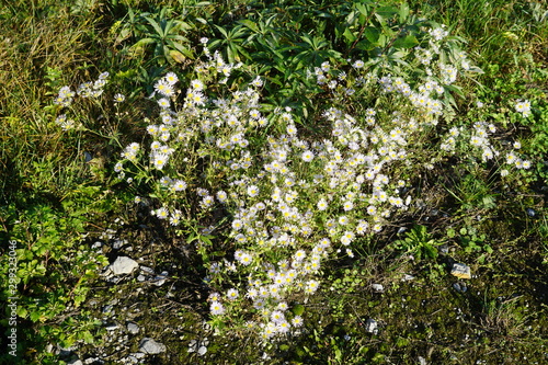 white flowers in the garden