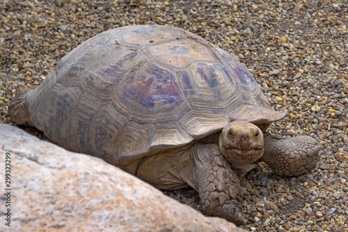 A huge tortoise with dusty and scratched shell in its natural habitat. She crawls on small stones.