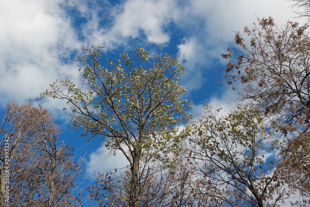 tree and blue sky