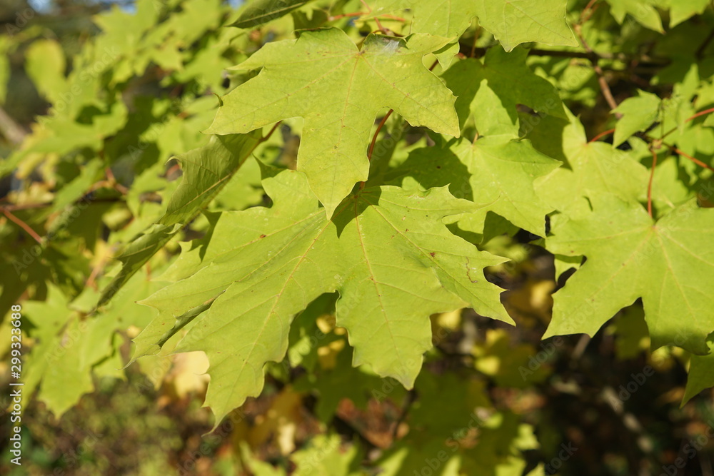 green leaves in maple,leaf, leaves, nature, maple, tree, autumn, green, fall, plant, yellow, forest, summer, foliage, branch, isolated, spring, season green leaves in maple,leaf, leaves, nature, maple, tree, autumn, green, fall, plant, yellow, forest, summer, foliage, branch, isolated, spring, season