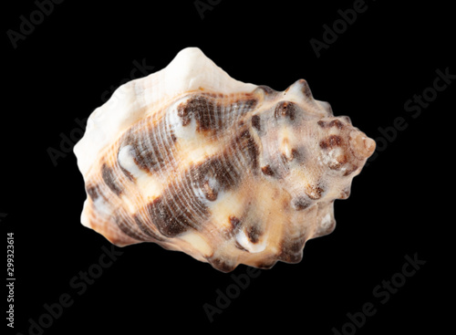 Sea shell isolated on a black background