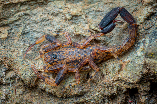 Marbled scorpion  Lychas variatus  hunting on a rock in the Daintree rainforest  Queensland  Australia