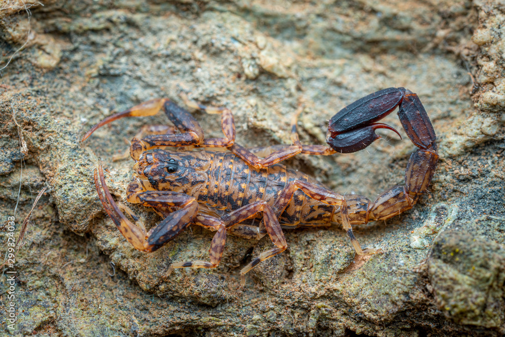 Marbled scorpion, Lychas variatus, hunting on a rock in the Daintree rainforest, Queensland, Australia Marbled scorpion, Lychas variatus, hunting on a rock in the Daintree rainforest, Queensland, Australia