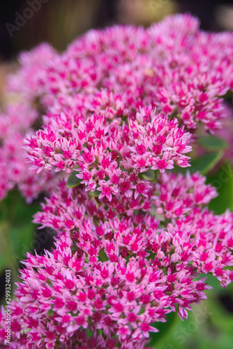 sedum telephium or Hylotelephium telephium  harping Johnny  life-everlasting  midsummer-men  witch s moneybags  fuchsia colored flowers of stonecrops  close-up vertical stock photo image background