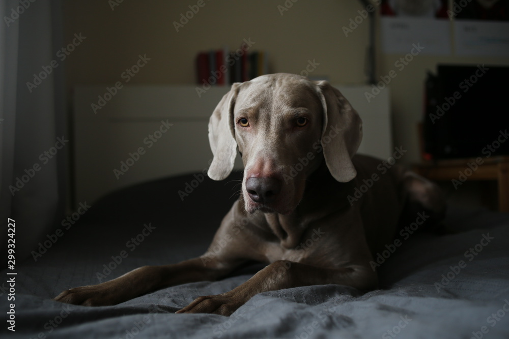 Tired dog lying on bed in bedroom Tired dog lying on bed in bedroom
