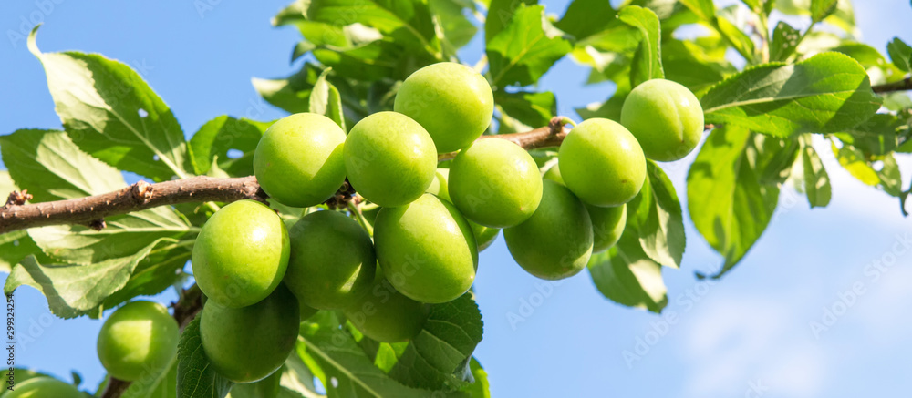 A plum tree with green immature young fruits on a summer day with a copy of space, the concept of gardening and ecology