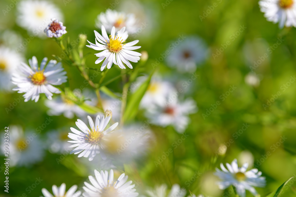 Alpine aster medicinal herb flowering in the field. Blooming aster in the garden. Bouquet of beautiful aster october flower on a green background. Alpine aster medicinal herb flowering in the field. Blooming aster in the garden. Bouquet of beautiful aster october flower on a green background.