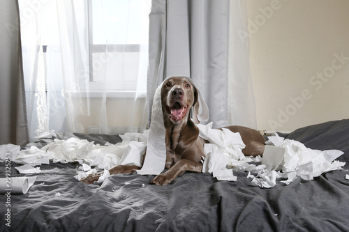Happy dog making mess with papers on bed photo