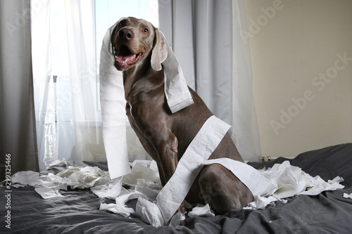 Funny pointer dog playing with toilet paper photo