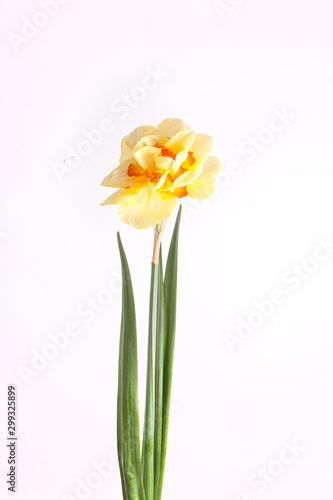 Fototapeta Naklejka Na Ścianę i Meble -   spring yellow daffodil flower isolated white background background in close-up